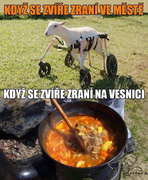 Zranené zviera v meste a dedine: koza s vozíkom oproti kuchynskému gulášu na dvore.