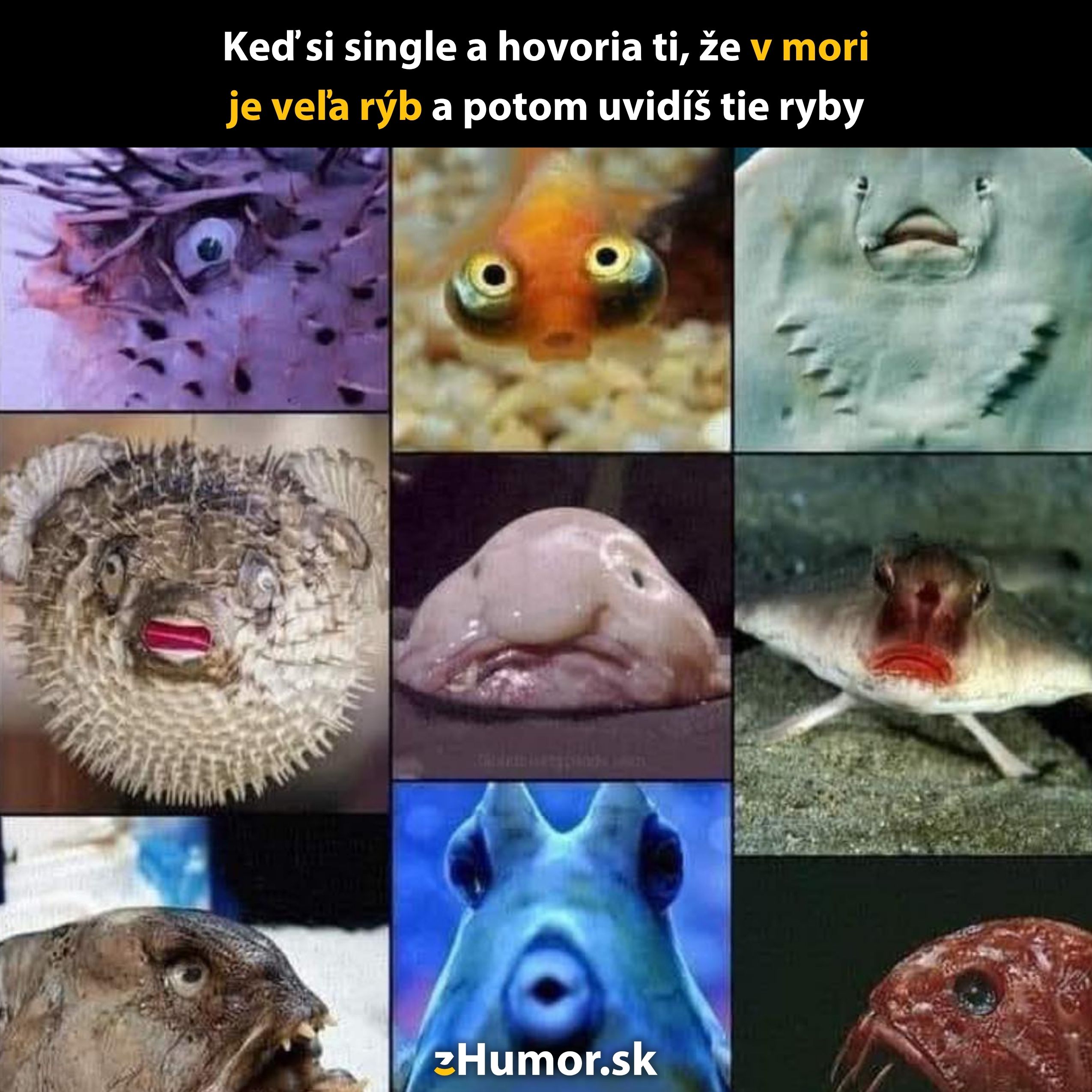 Rôznorodé expresívne tváre rýb s textom Keď si single a hovoria ti, že v mori je veľa rýb a potom uvidíš tie ryby.