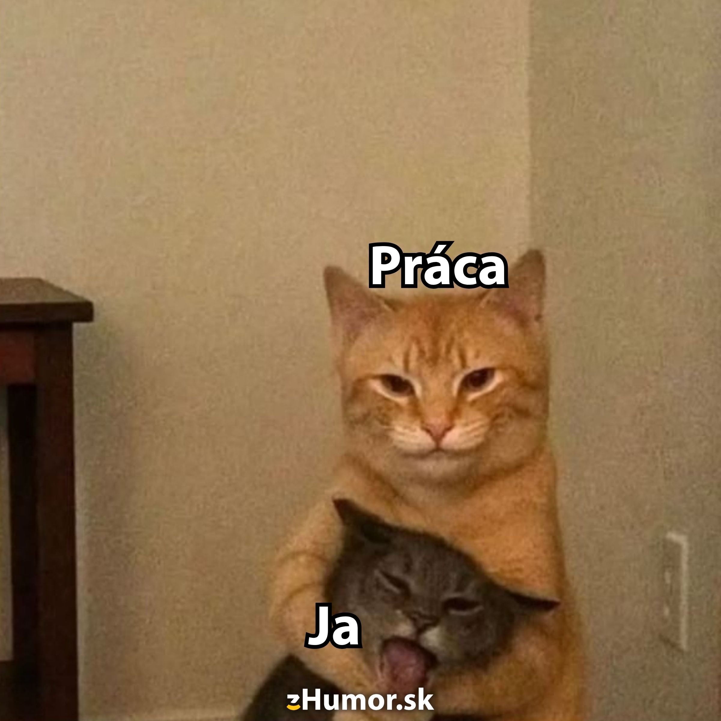 Dva mačky s nápismi Práca a Ja, vyjadrujúce komickou formou tlak v práci.