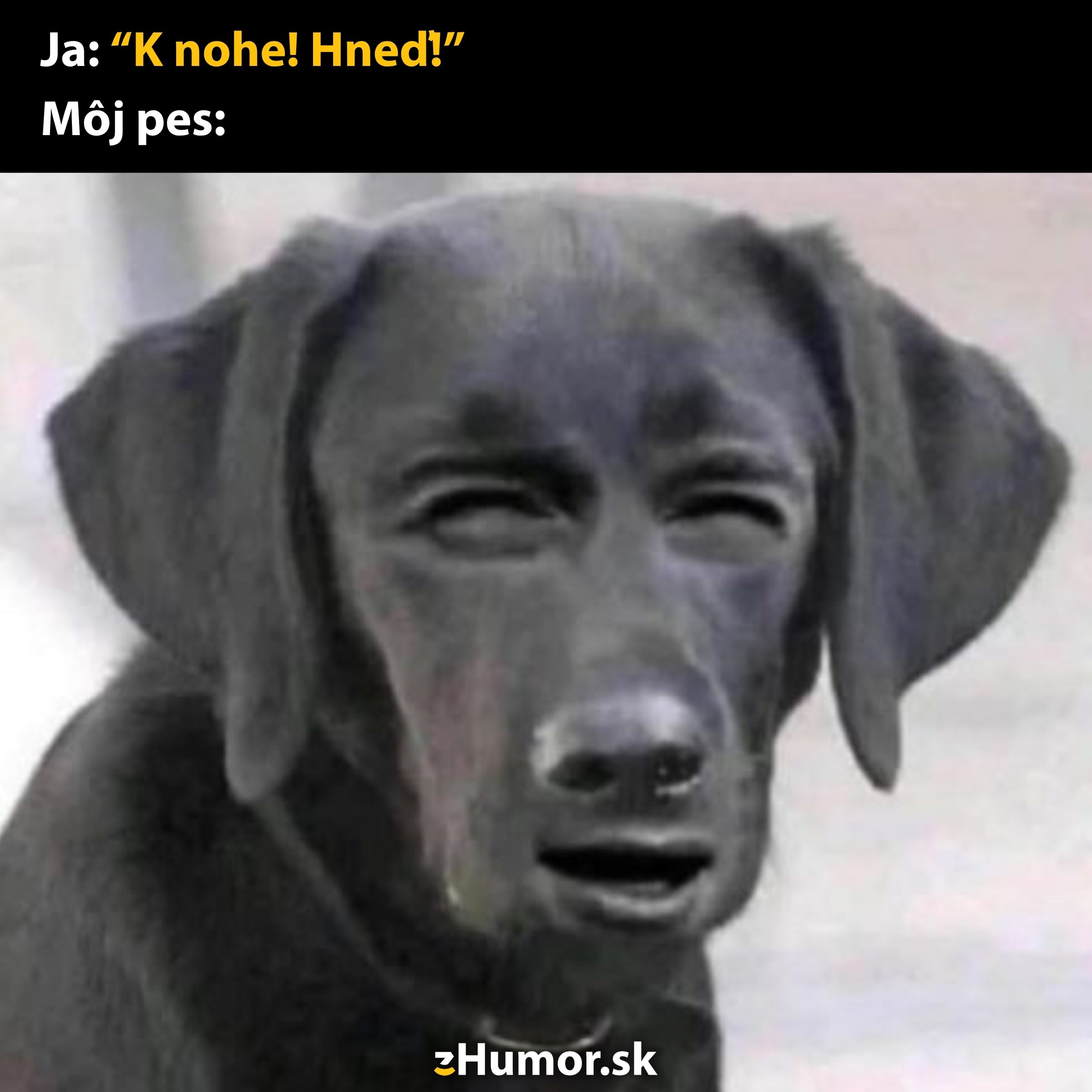Pes s vtipným ľudským výrazom nepochopil povely k nohe!.