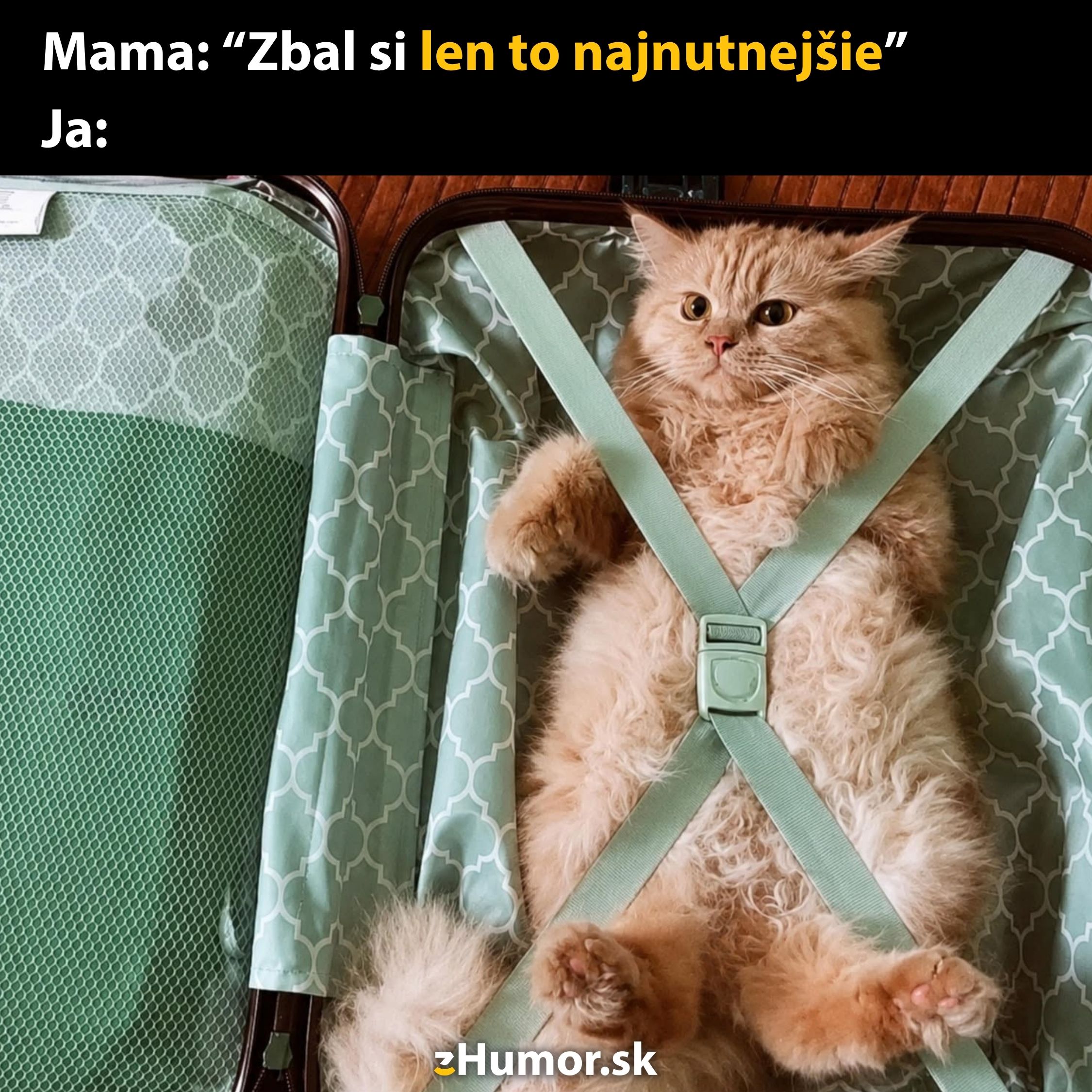 Mačka ležiaca v kufri, prichytená popruhmi. Vtipný text: Mama: Zbaľ si len to najnutnejšie.