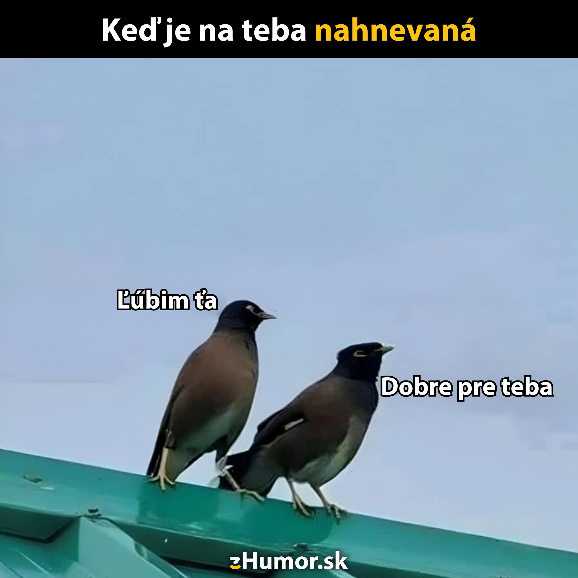 Dva vtáky na streche s nápismi vyjadrujúcimi protikladné city. Text: Keď je na teba nahnevaná.
