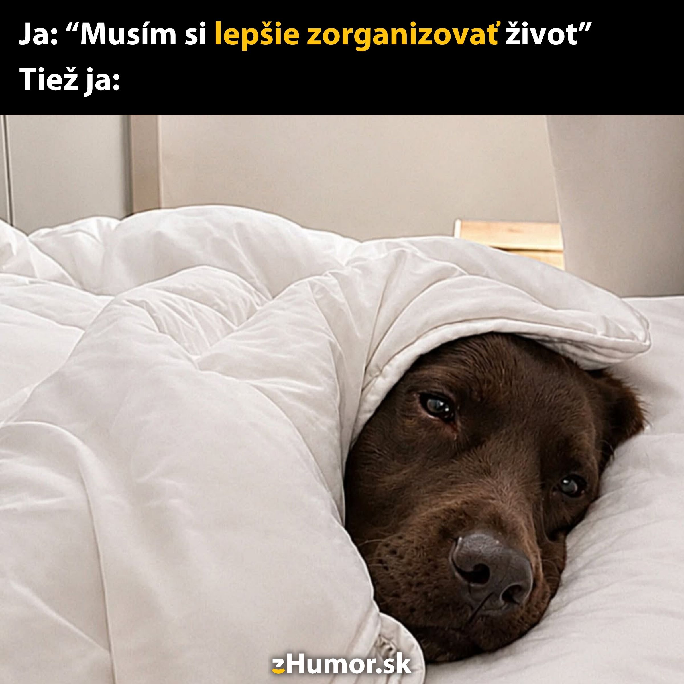 Pes schovaný v perine, s textom: Musím si lepšie zorganizovať život, ilustruje túžbu po odpočinku.
