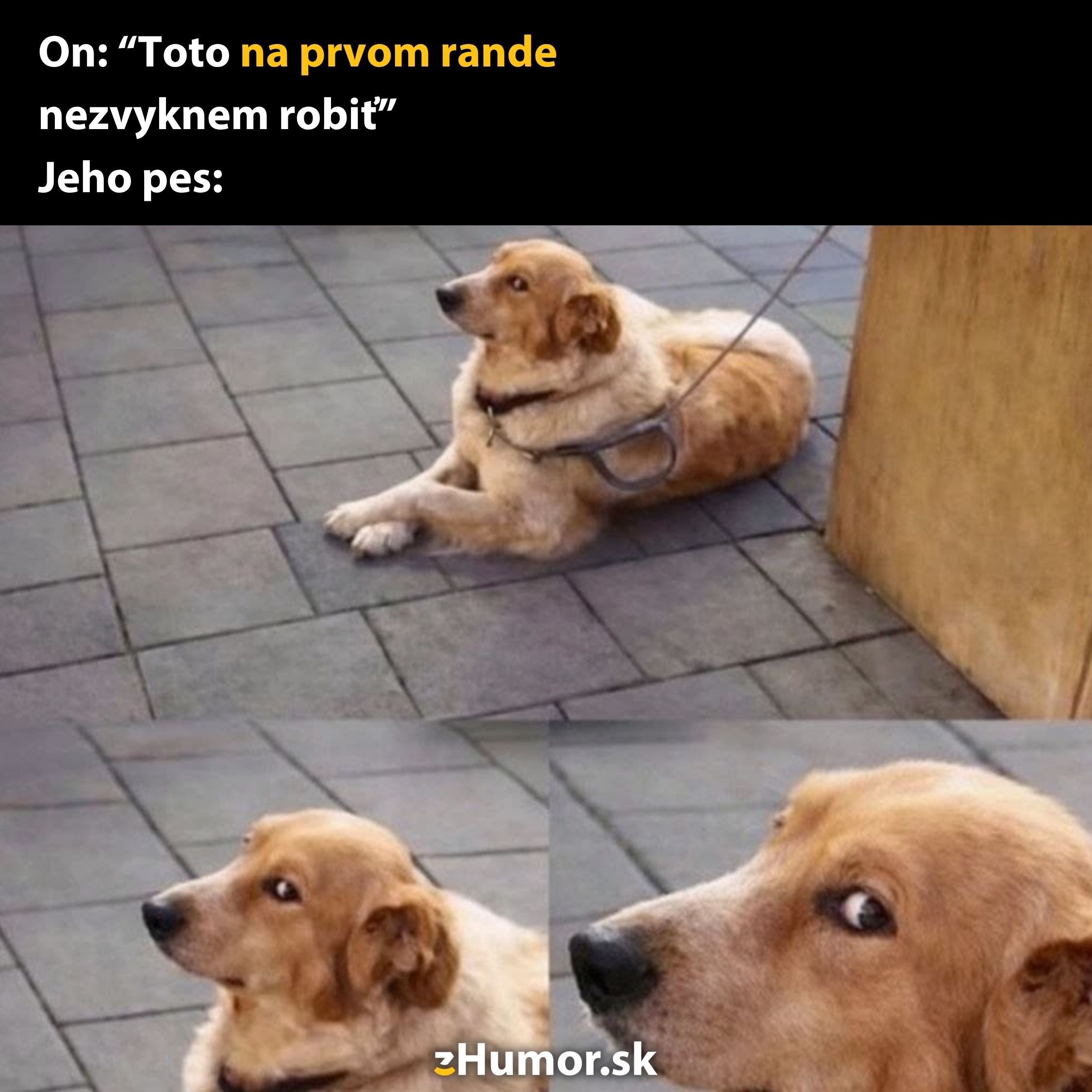 Pes s nedôverčivým pohľadom na zemi, pes sedí zviazaný pri stĺpe. Text: Toto na prvom rande nezvyknem robiť.