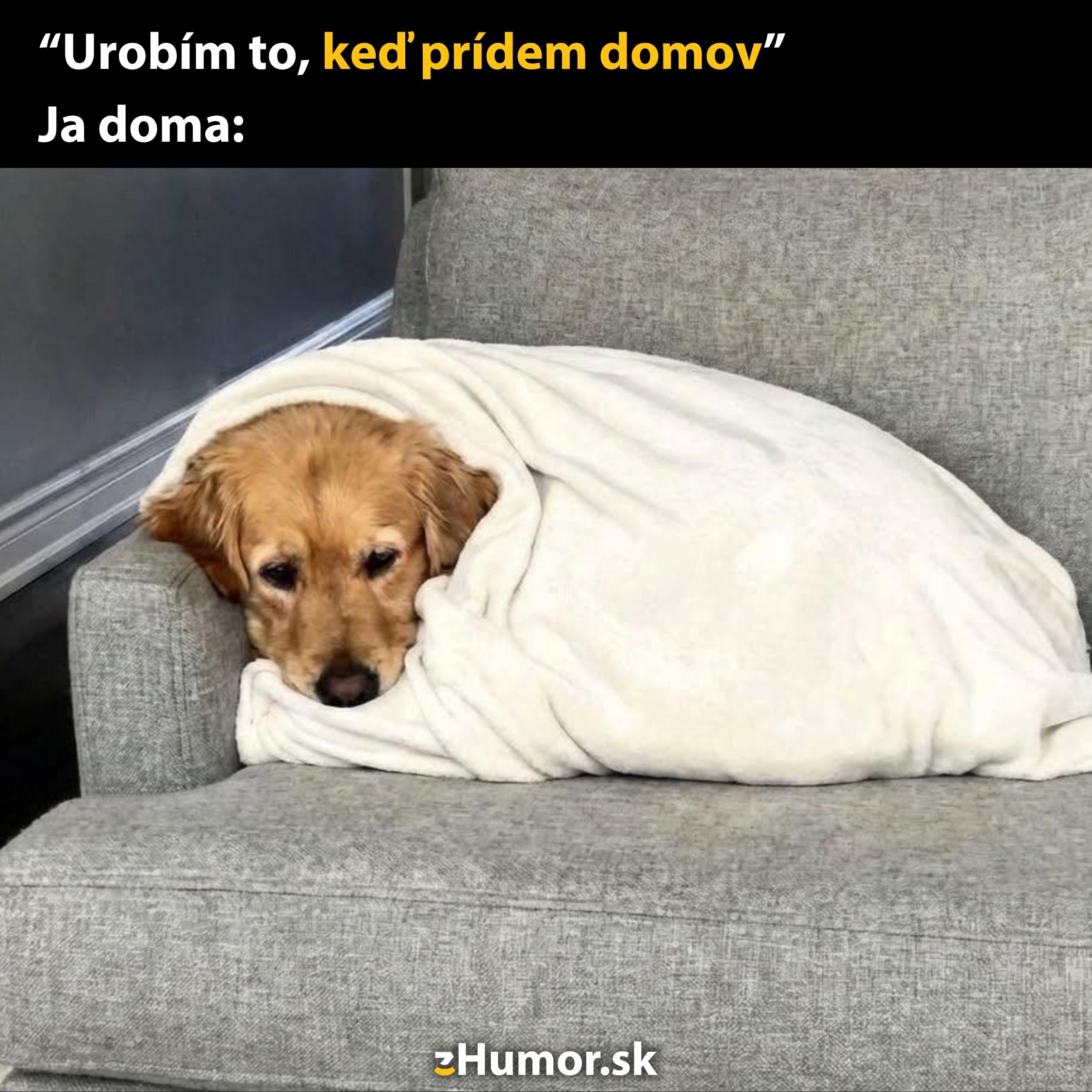 Pes zabalený v deke na gauči s vtipným textom o prokrastinácii doma.