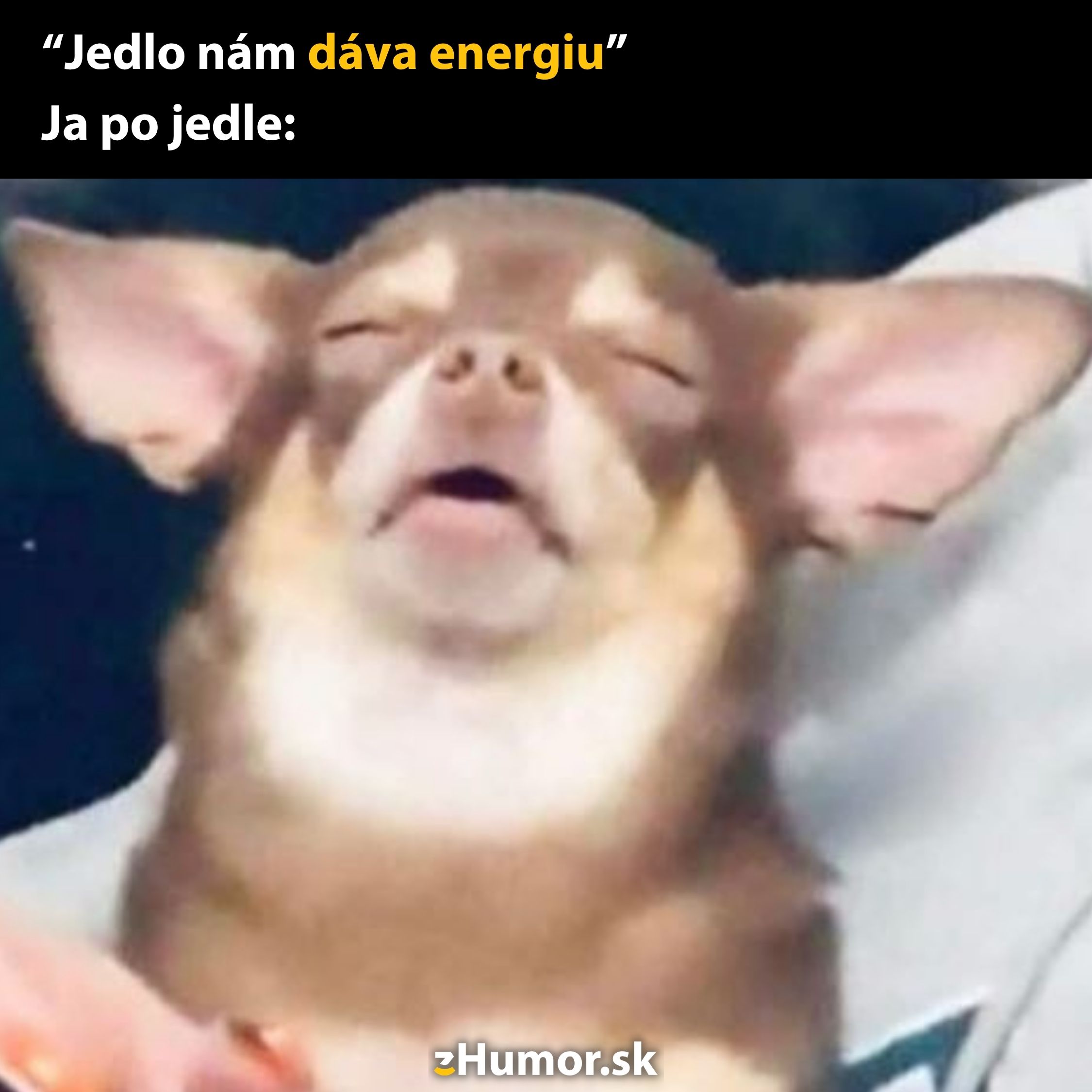 Pes uvoľnene relaxuje po jedle, tvár vyjadruje spokojnosť a pohodu.