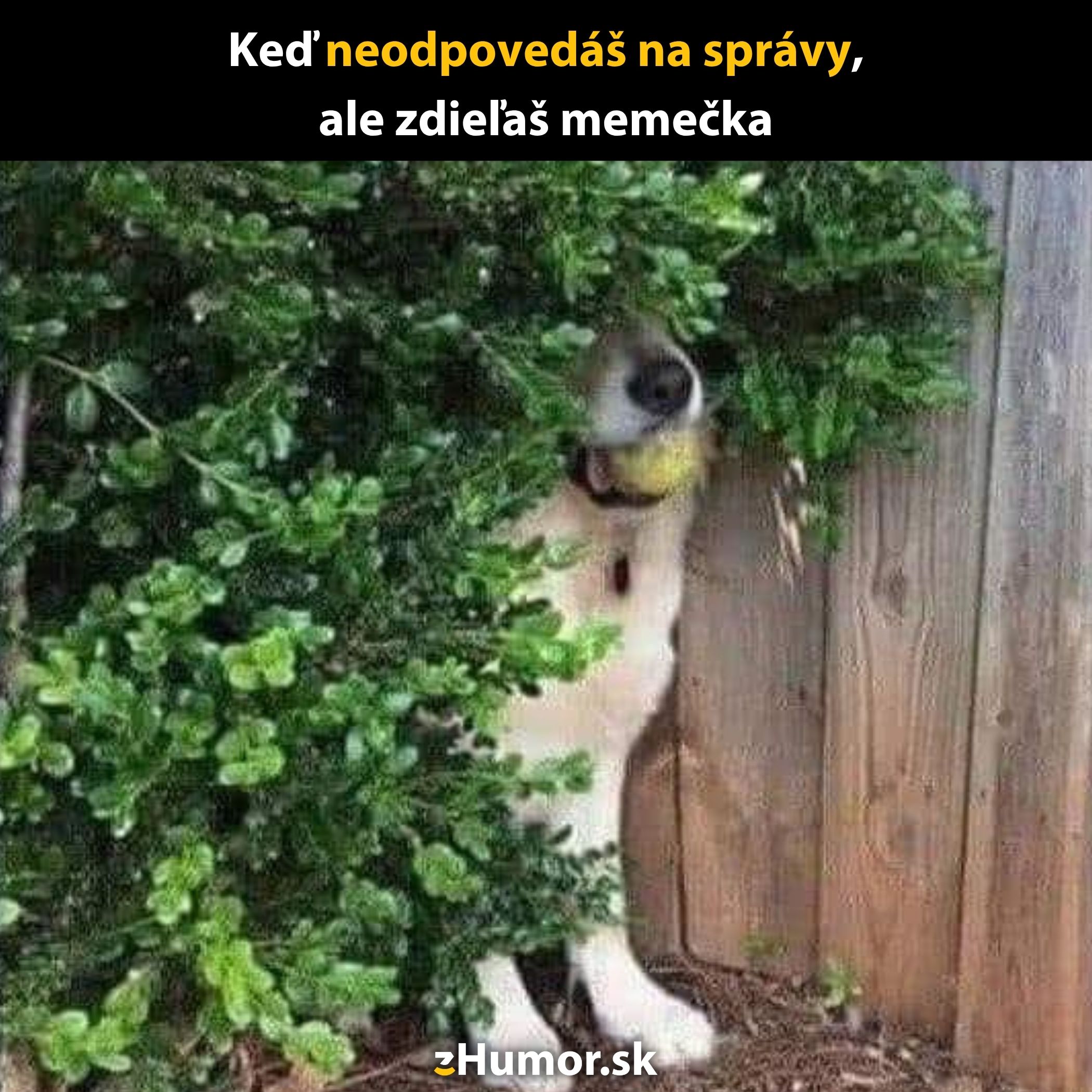 Pes sa skrýva za kríkom s loptou v papuli, zatiaľ čo ignoruje správy.