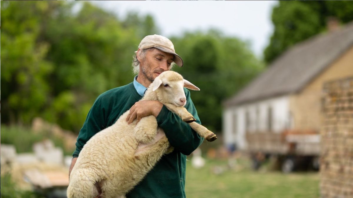 Muž na farme drží ovcu v objatí, s vidieckym domom a zeleňou v pozadí.