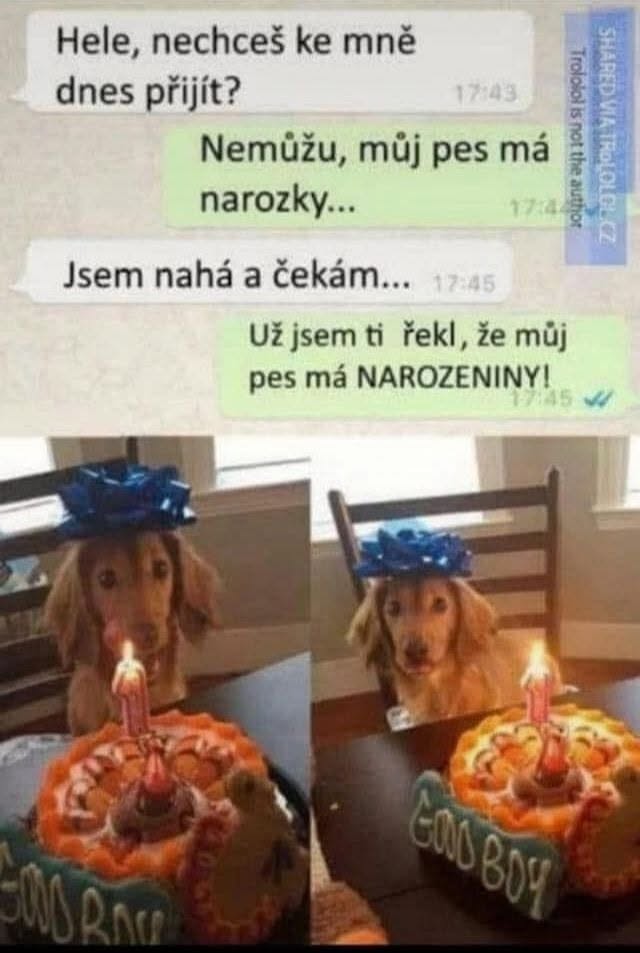 Pes oslavuje narodeniny s narodeninovou tortou a mašľou na hlave. Vtipná konverzácia o priorite psích narodenín.