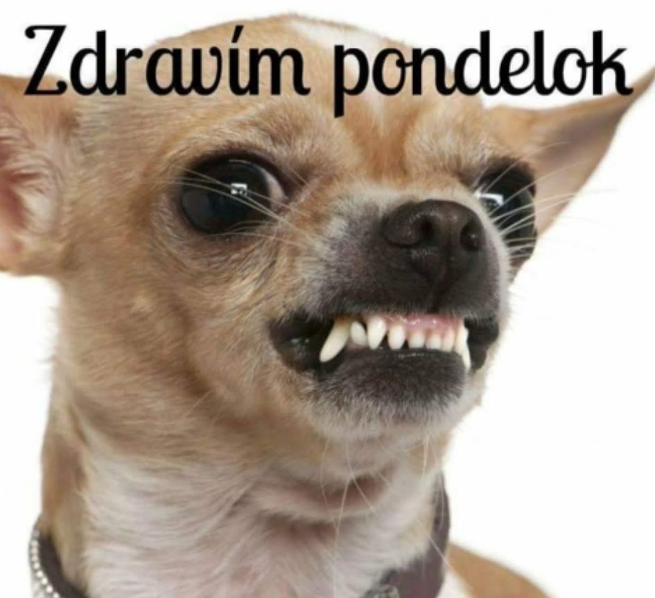 Pes chihuahua s grimasou a textom Zdravím pondelok na bielom pozadí, vyjadruje náladu rána.