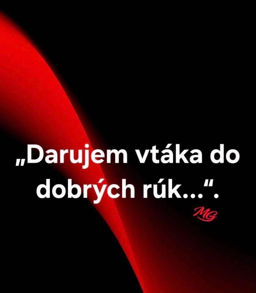 Meme s textom 'Darujem vtáka do dobrých rúk' na červeno-čiernom pozadí.