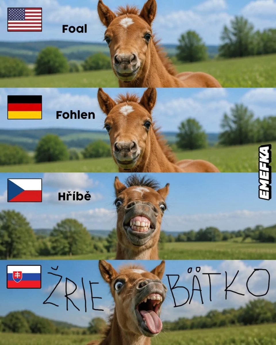 Žriebä s rôznymi prejavmi tváre a názvami v rôznych jazykoch vrátane slovenského žriebätko.