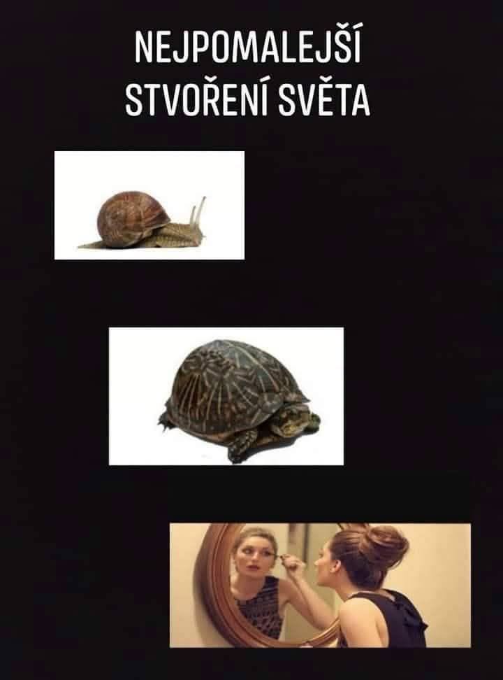 Slimák, korytnačka a žena pred zrkadlom: najpomalší tvorovia sveta. Humoristický obrázok na tému pomalosti.