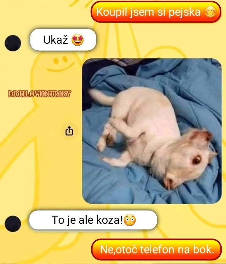 Pes ležiaci na modrej deke, vtipná výmena správ, kde ho omylom považujú za kozu.