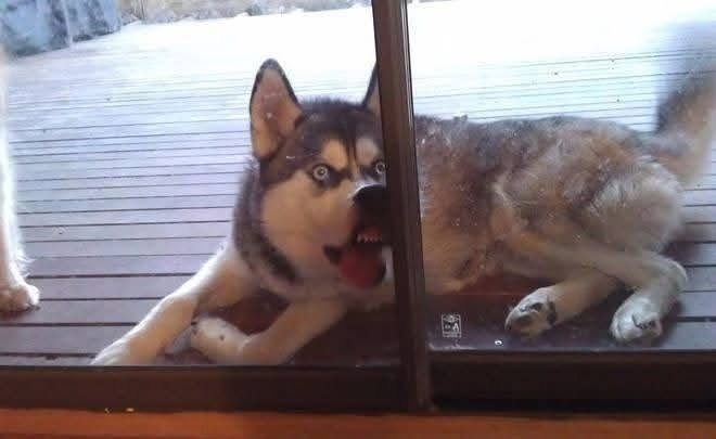 Pes husky s vyplazeným jazykom leží na drevenej podlahe za sklenenými dverami.