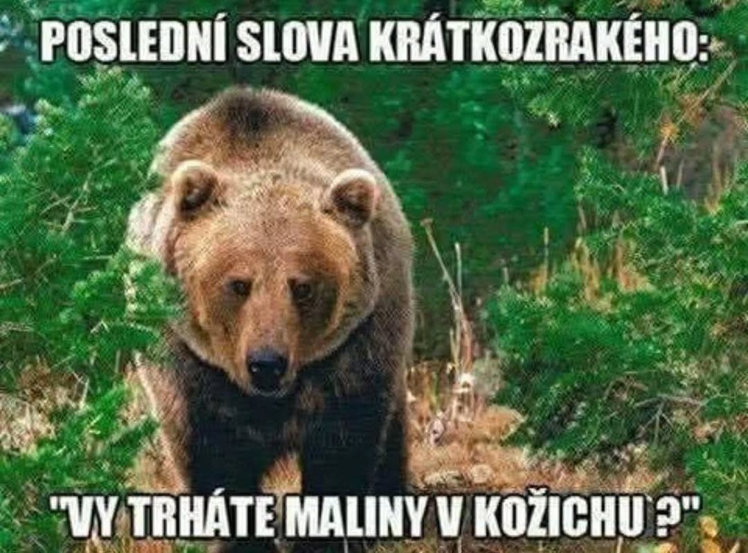 Medveď kráča vo voľnej prírode, sprevádzaný textom Poslední slova krátkozrakého: Vy trháte maliny v kožichu?