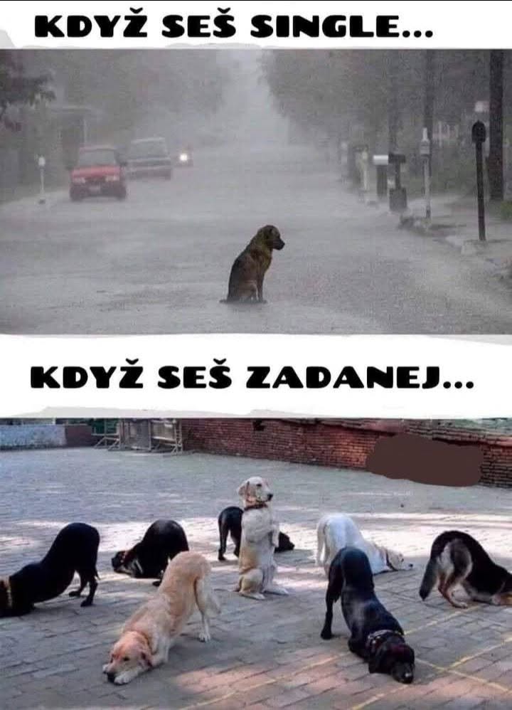 Horný pes je sám, spodní psy sú v skupine, ilustrujú rôzne vzťahové stavy. Slogan: Keď si single vs. zadaný.