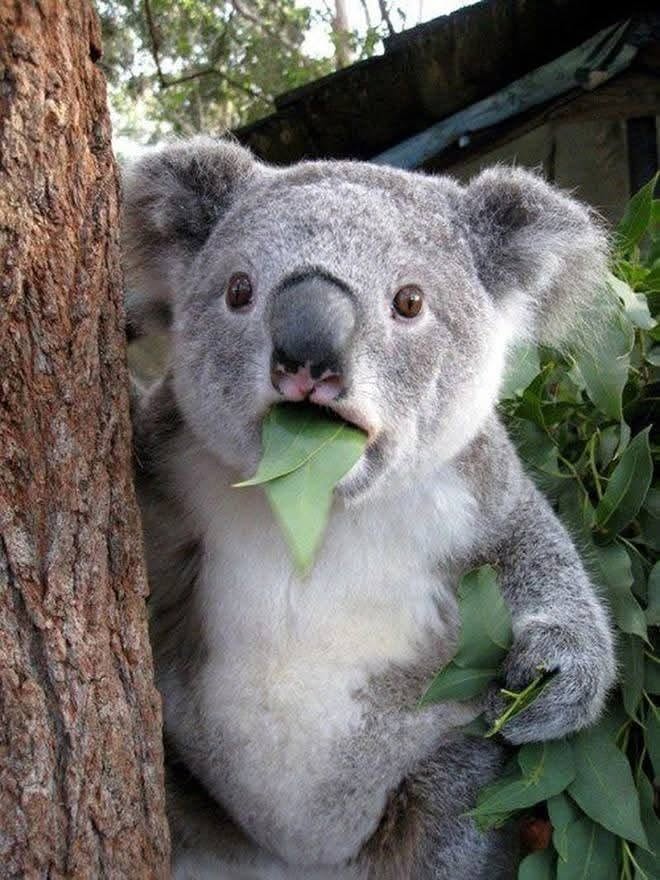 Koala žujúca listy pri strome v prírode, vyzerá prekvapene.