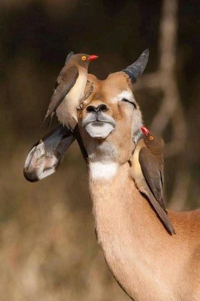 Antilopa s vtákmi na hlave v prírode, vzájomná symbióza živočíchov v africkej savane.