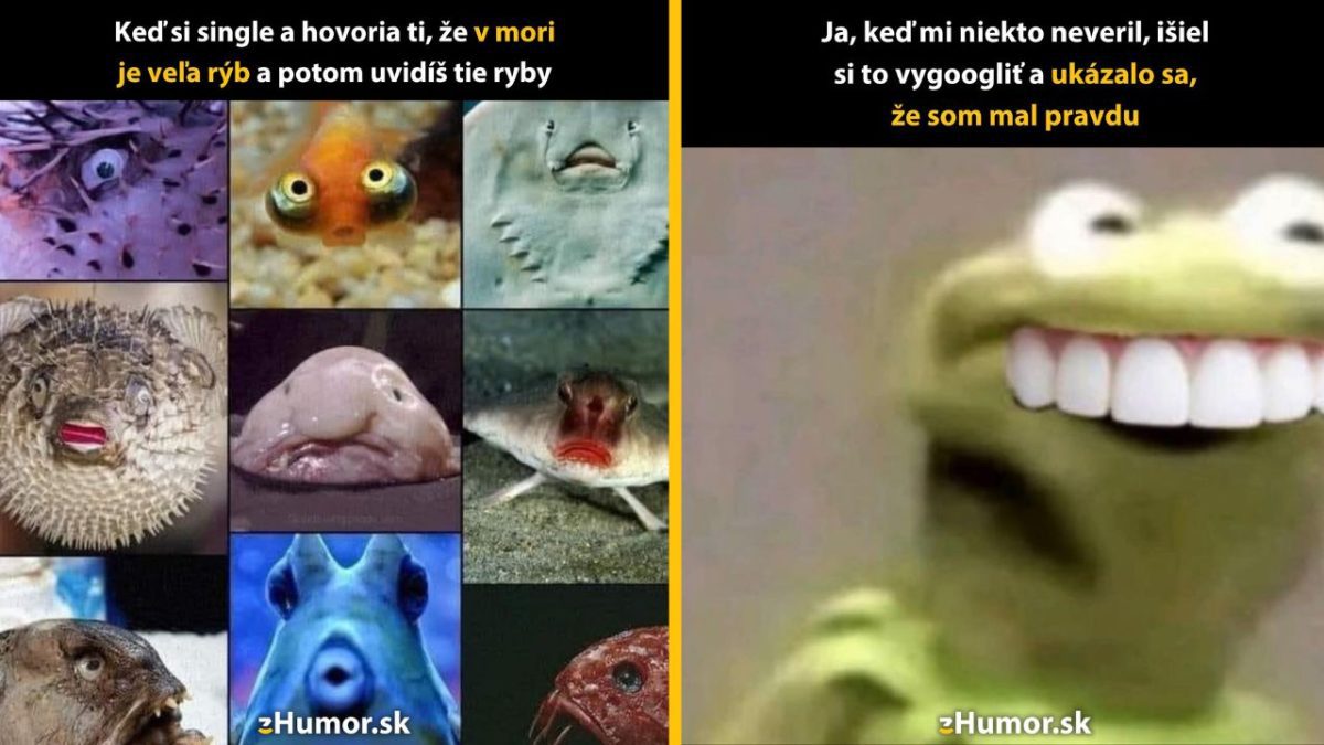 Vtipný meme o single živote a rybách s pobaveným výrazom, keď máš pravdu po vyhľadávaní na internete.
