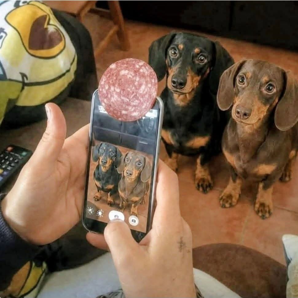 Dve jazvečíky pózujú pre fotografiu, zatiaľ čo sú zaujímavé salámou na telefóne.