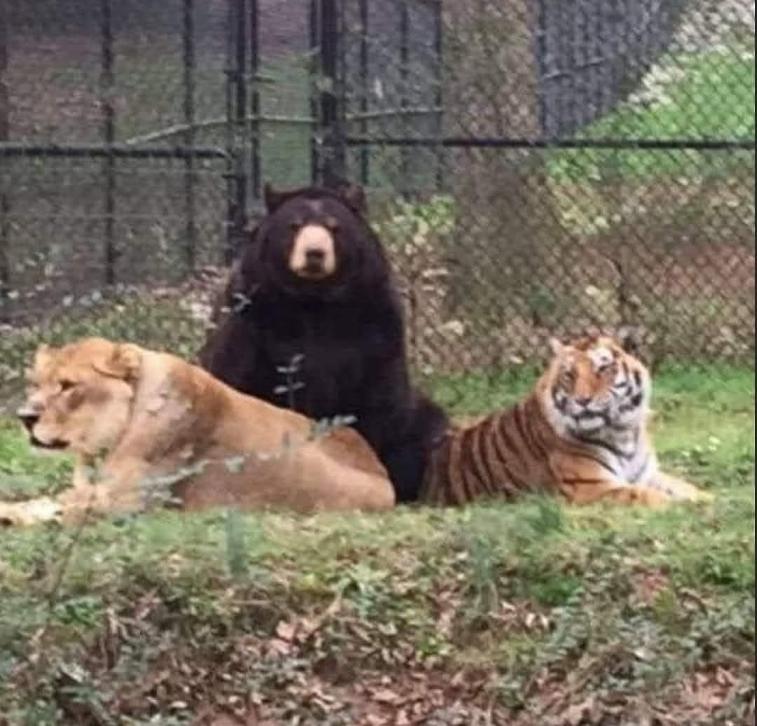 Medveď, lev a tiger oddychujú spoločne v prírode pri plote.