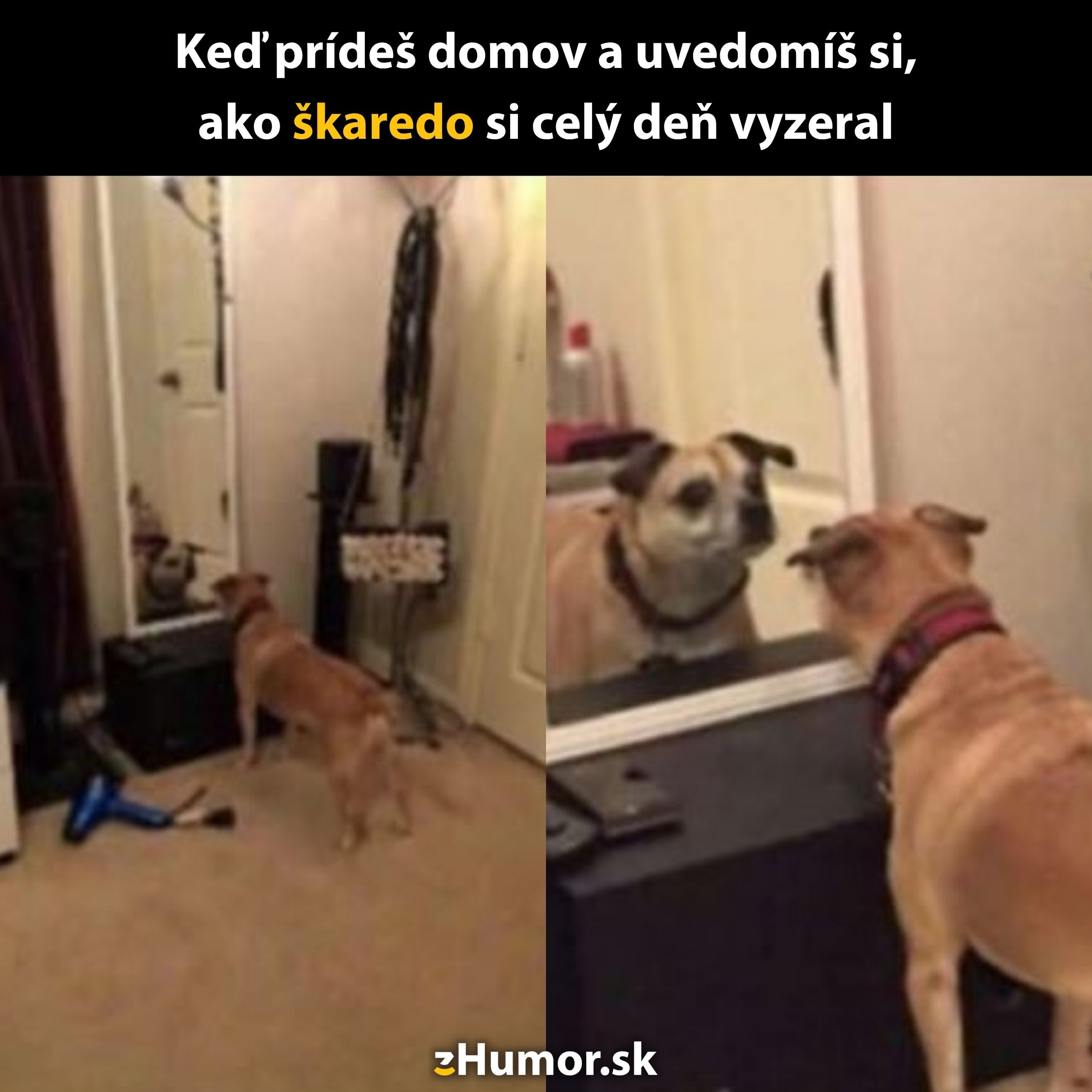 Pes sa pozerá do zrkadla s prekvapeným výrazom, akoby si uvedomoval svoj vzhľad.