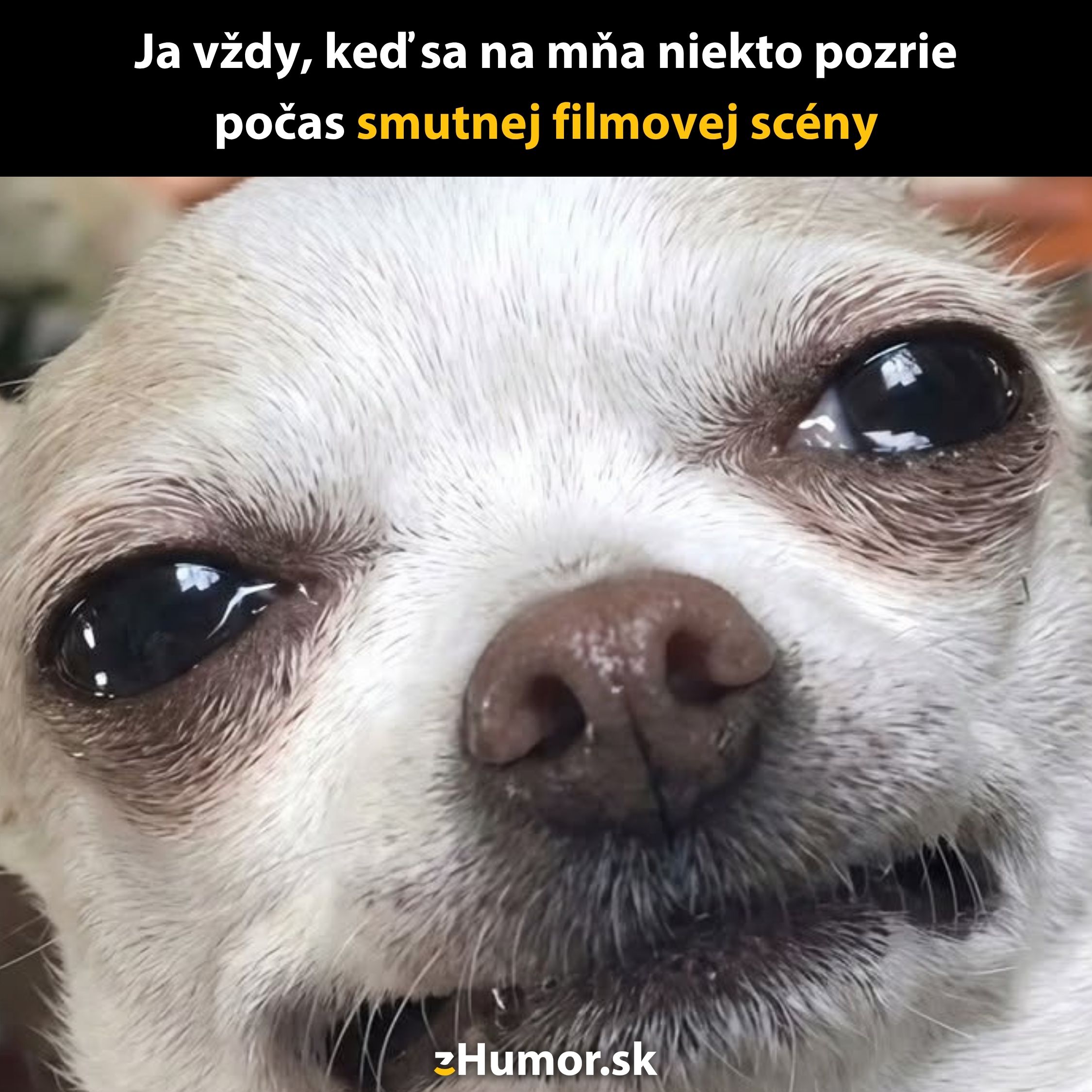 Pes s rozpačitým výrazom vtipne reaguje na smutnú scénu z filmu, meme obrázok.