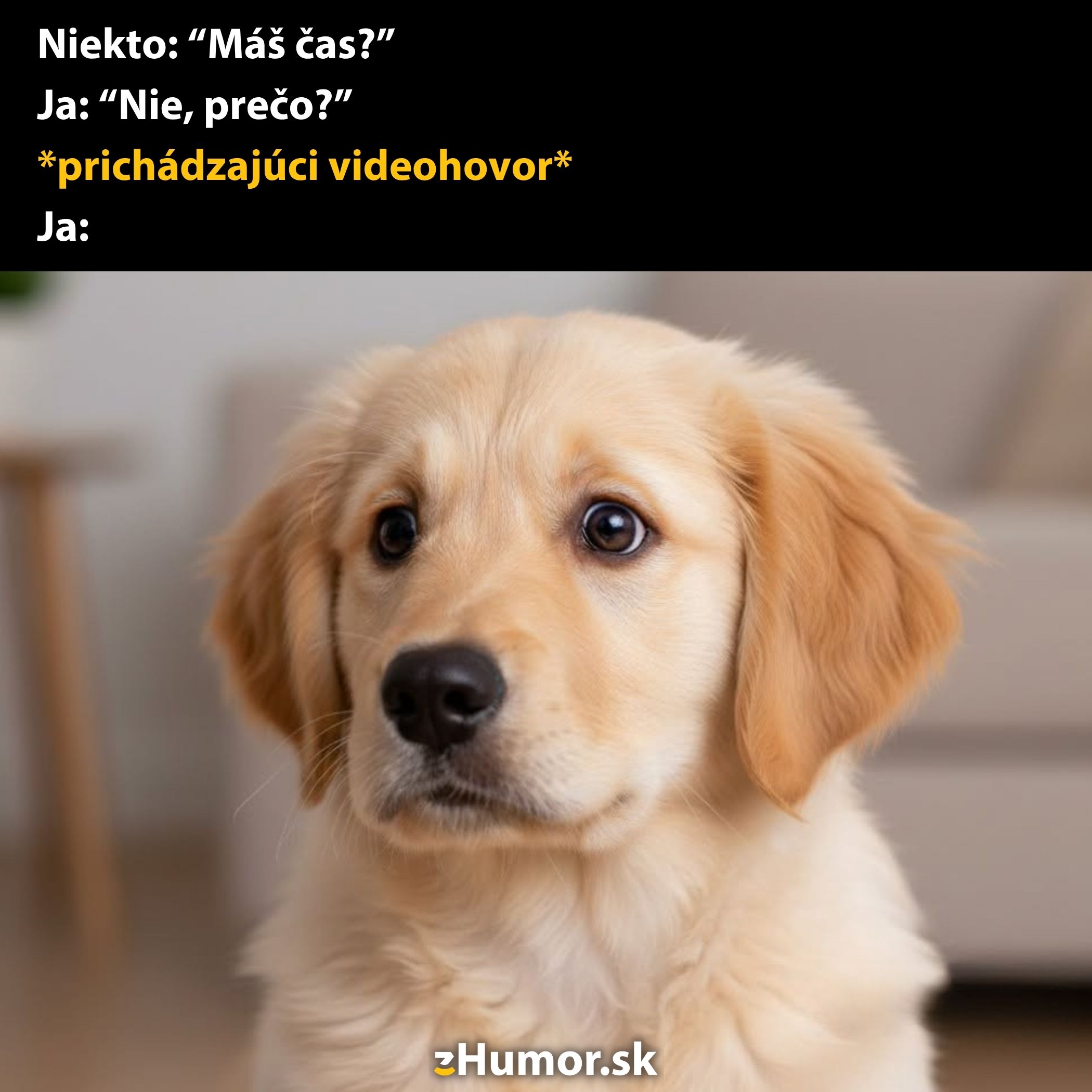 Zlatý retriever s ustarosteným výrazom, pripravený na nečakaný videohovor.