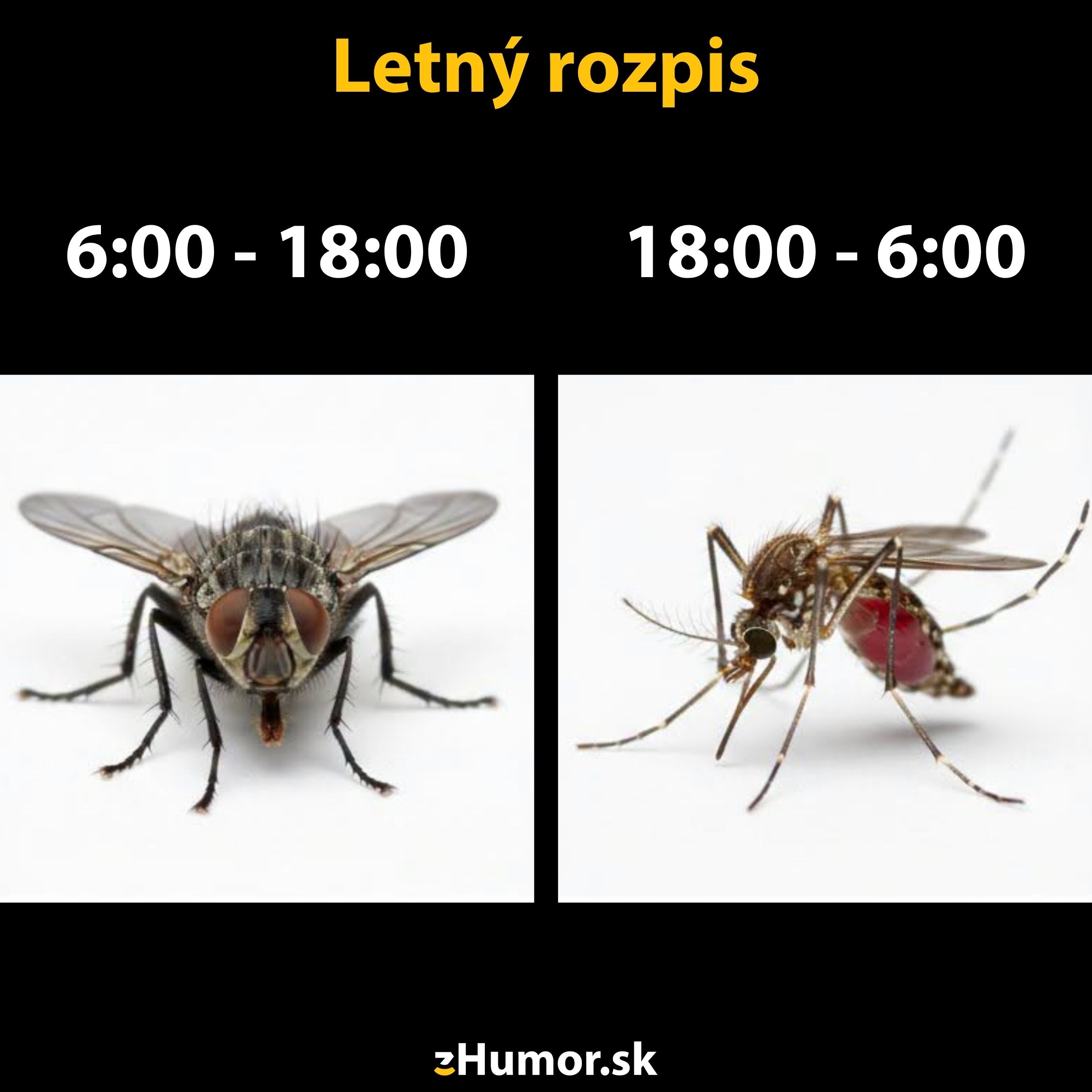 Letný harmonogram: Mucha aktívna cez deň, komár večer a v noci. Zábavná ilustrácia rozdielu ich aktivít.