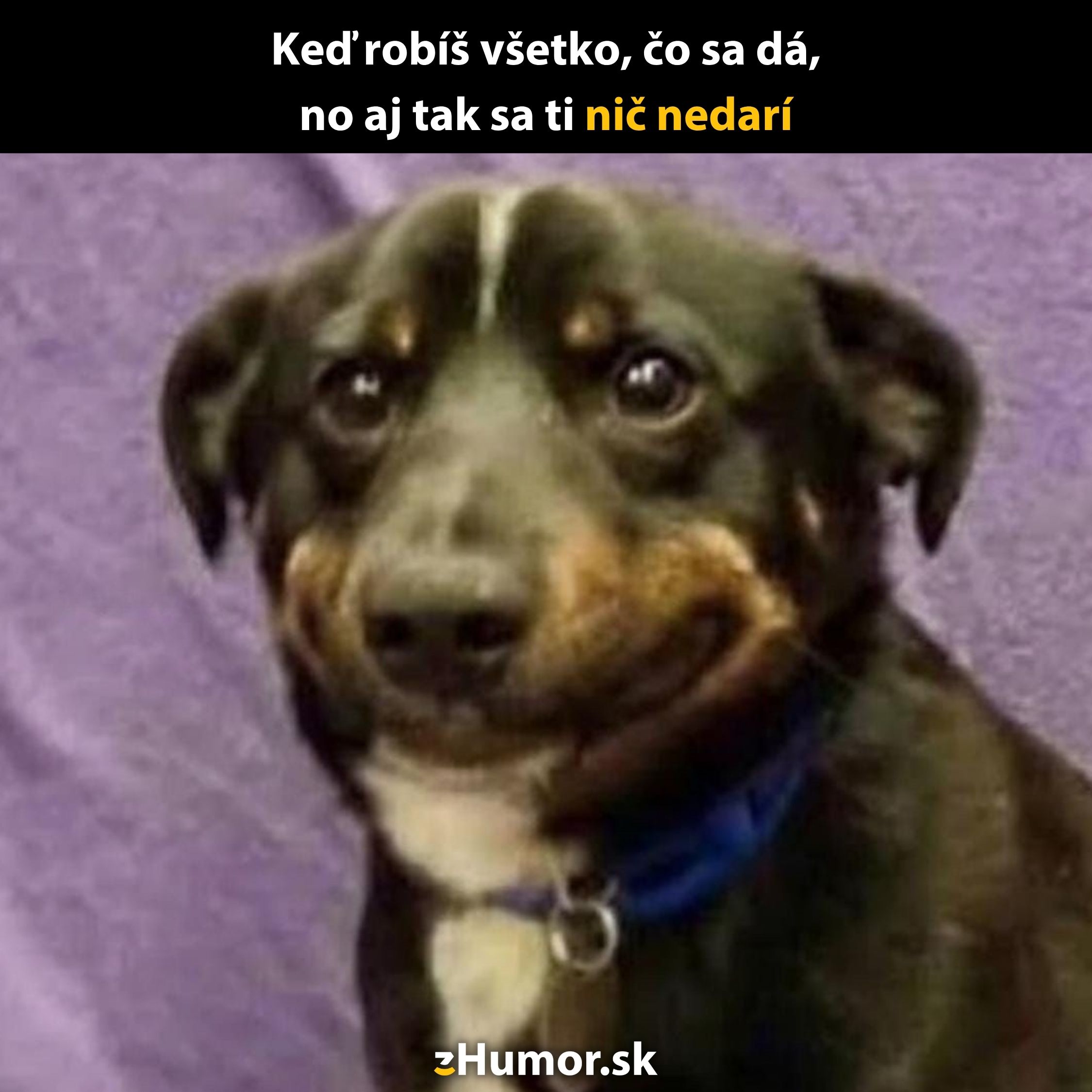Pes s núteným úsmevom a ironickým textom: Keď robíš všetko, čo sa dá, no aj tak sa ti nič nedarí.
