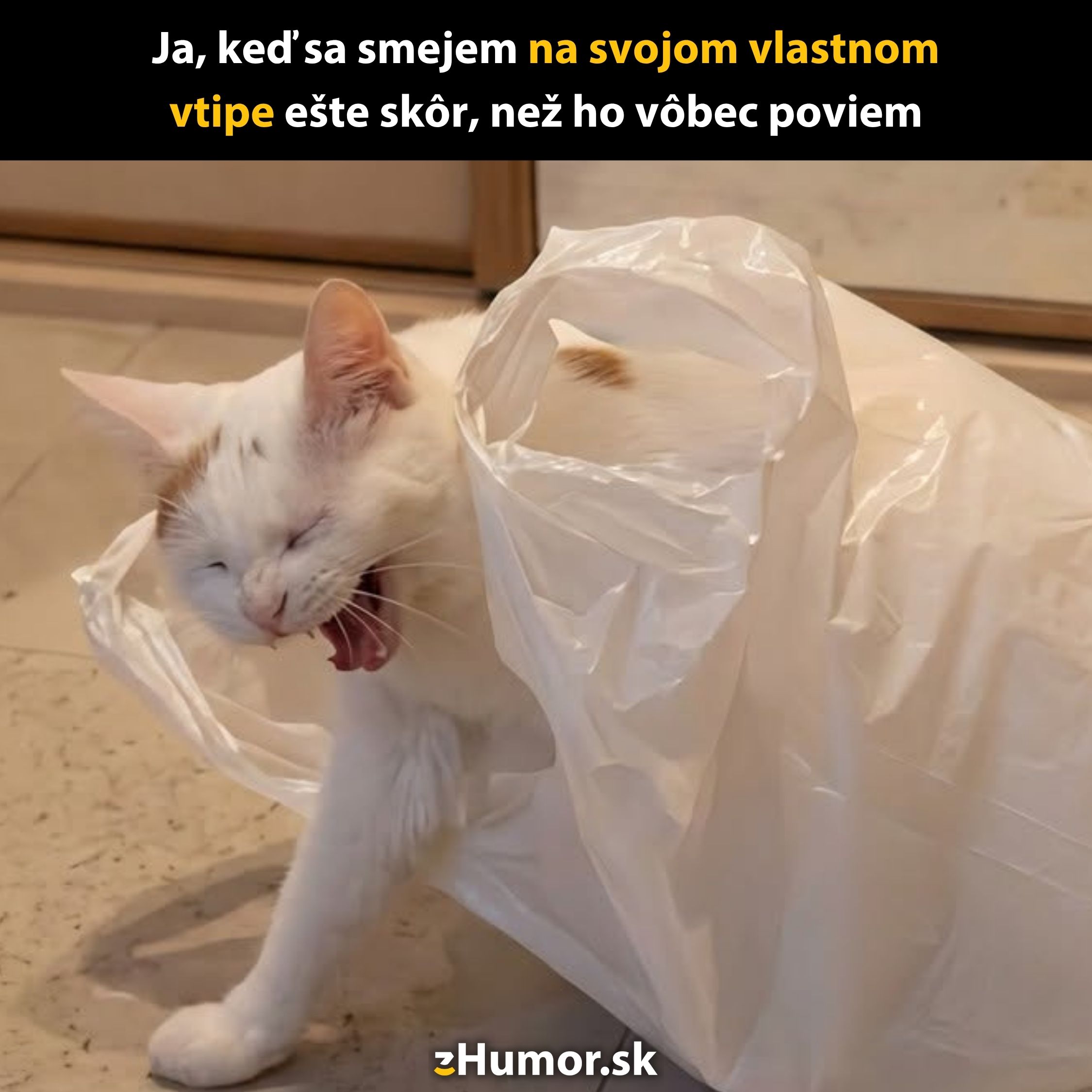 Mačka sa smeje, zachytená v plastovom vreci s komickou grimasou na tvári.