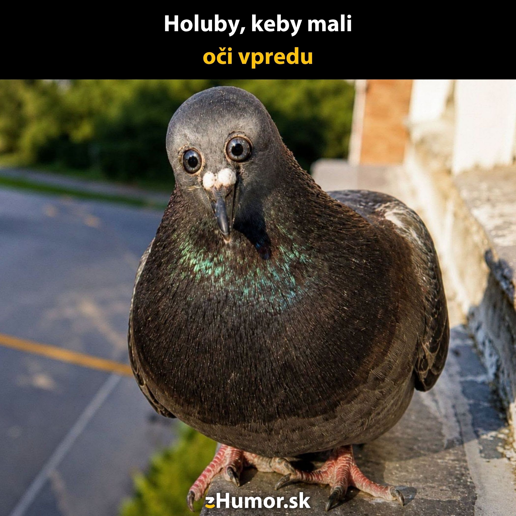 Holub s očami vpredu sedí na múriku, zábavná fotomontáž.