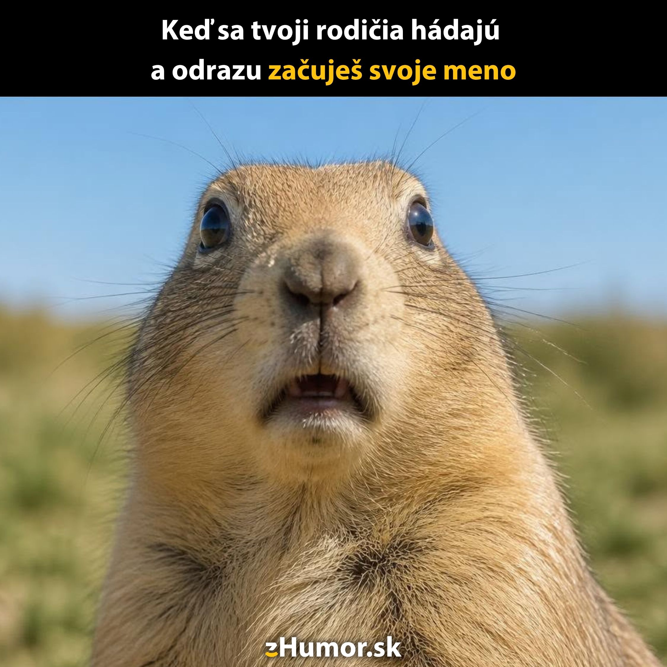 Prekvapený syslí tvár s otvorenou papuľou na lúke vo vtipnom kontexte.