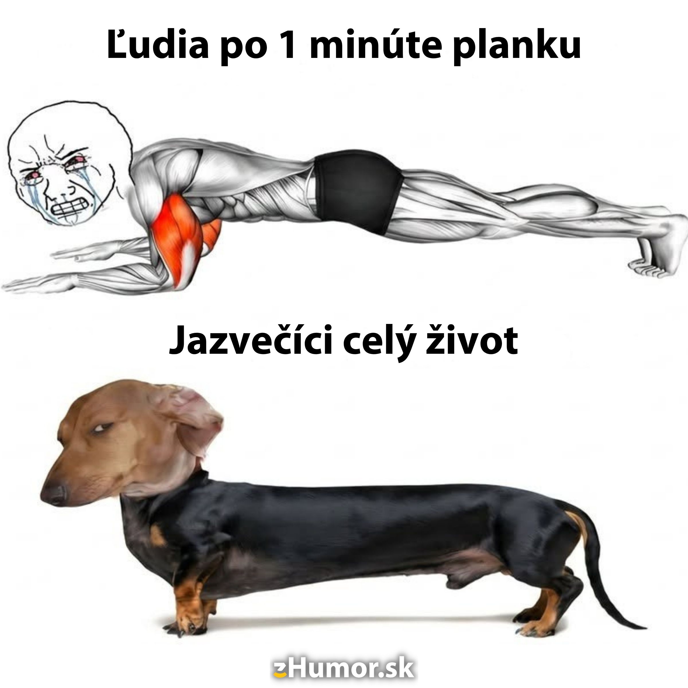 Ilustrácia porovnávajúca náročnosť planku pre ľudí a prirodzenú polohu jazvečíka, s humoristickým textom.