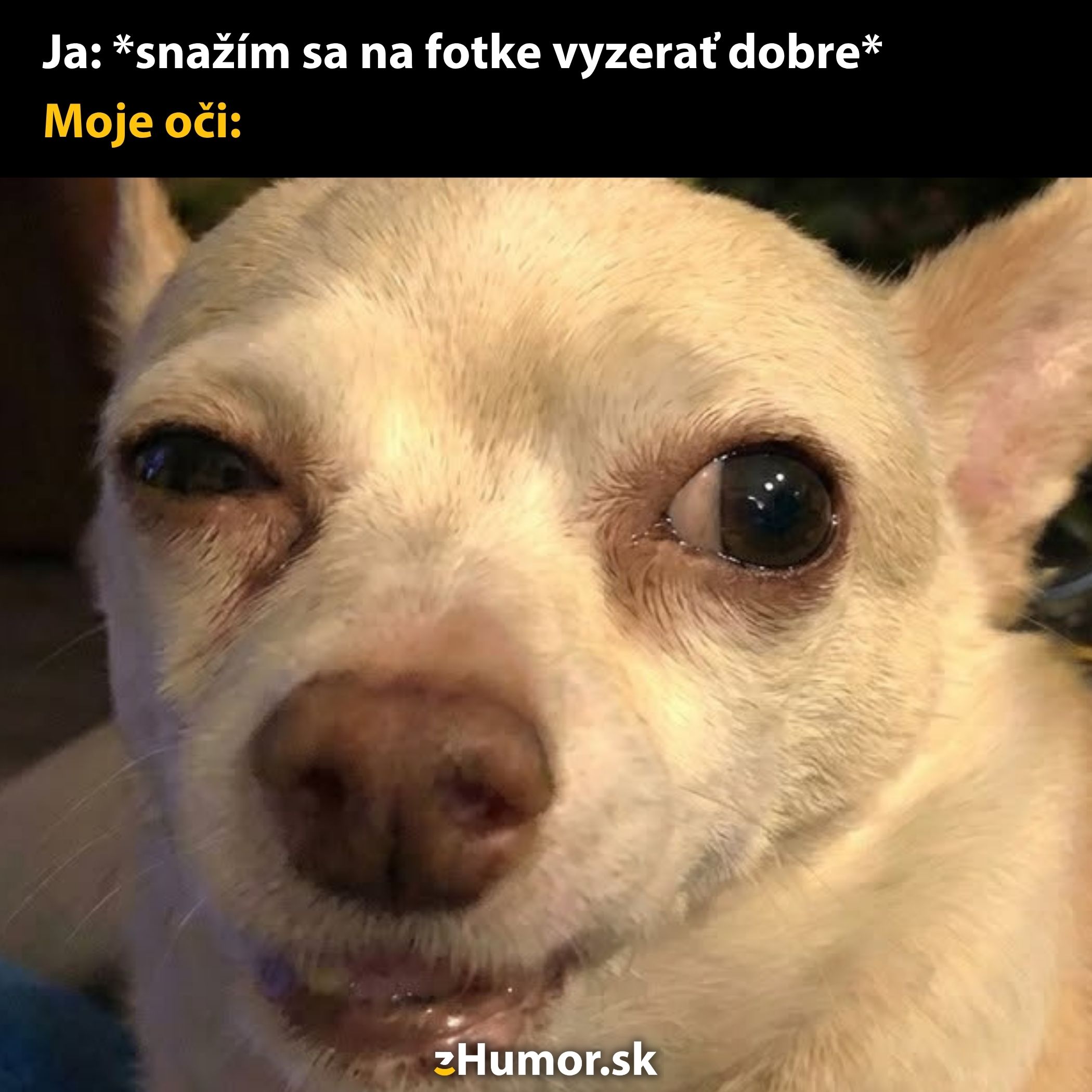 Pes s vtipným výrazom tváre a textom: Ja: *snažím sa na fotke vyzerať dobre* Moje oči: