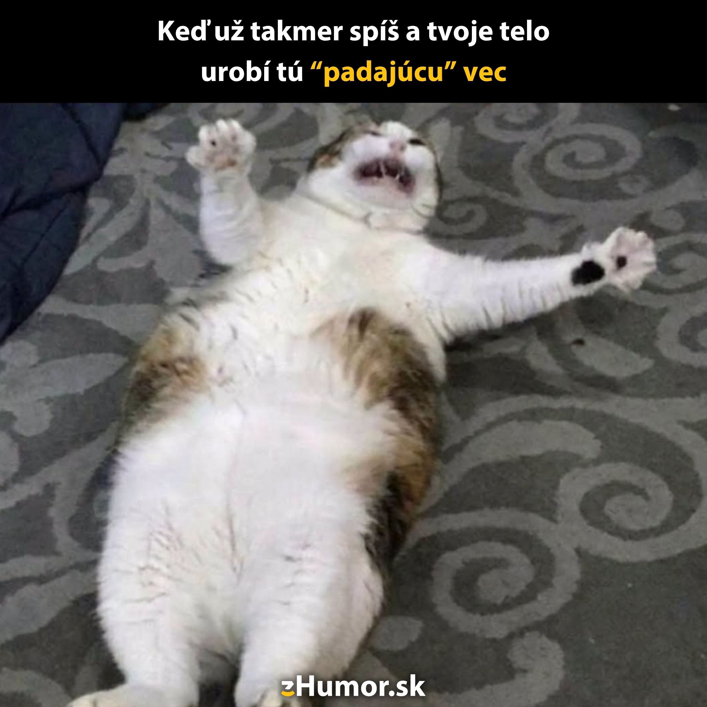 Mačka leží na chrbte s prekvapeným výrazom, ako keď sa prekvapí vo sne.