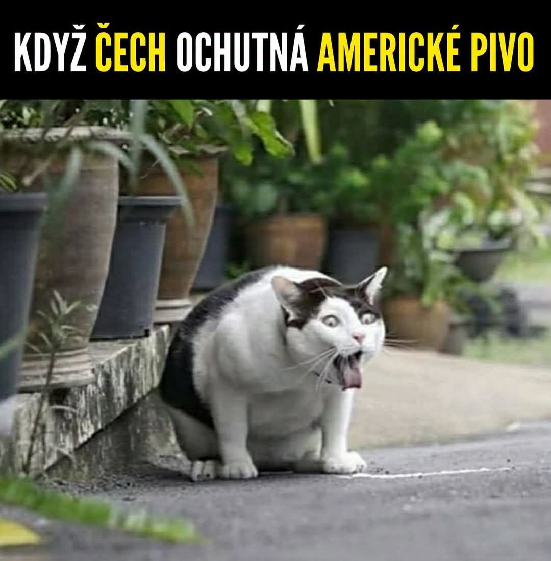Mačka s vydeseným výrazom reaguje na niečo nepríjemné, sedí na chodníku pri kvetináčoch s rastlinami.