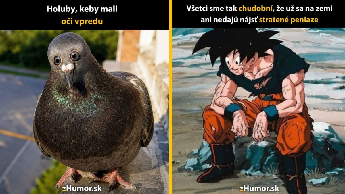 Holub s očami vpredu a postava v animovanom štýle sediaca na zemi s textovými popismi humoru.