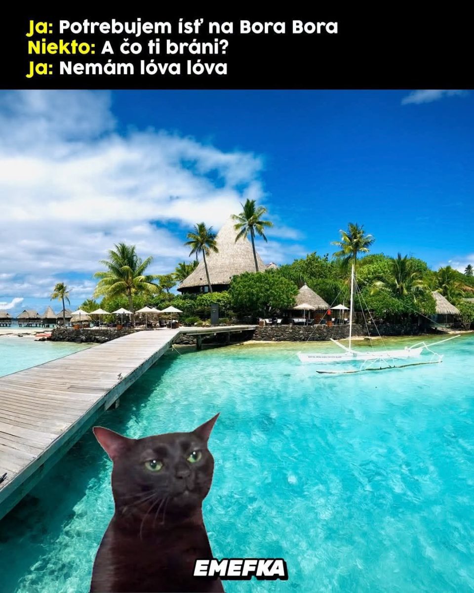 Čierna mačka sníva o dovolenke na Bora Bora, ale chýbajú jej peniaze na luxusný výlet v raji.