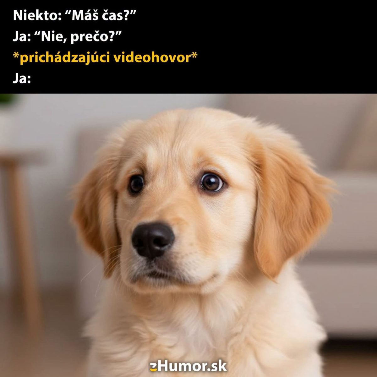 Zlatý retriever vyzerá prekvapene, keď počuje o prichádzajúcom videohovore.
