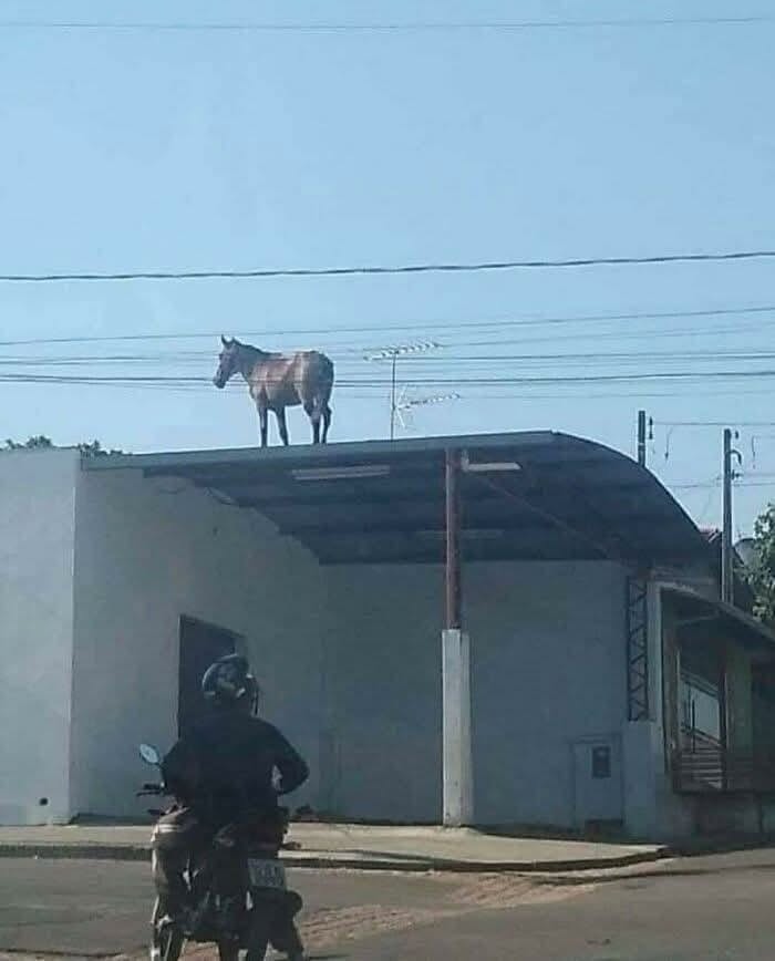 Kôň stojí na streche budovy, zatiaľ čo motocyklista prechádza okolo.