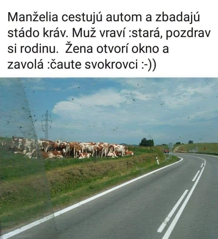 Štýlový vtipný moment: muž žartuje, žena zdraví kravy cez okno auta na vidieckej ceste.