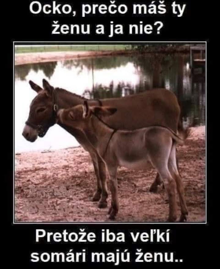 Somáre pri jazere so zábavným textom o manželstve: Ocko, prečo máš ženu a ja nie? Pretože len veľkí somári majú ženy.