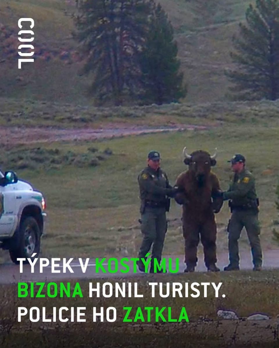 Muž v kostýme bizóna zatknutý políciou v prírodnej rezervácii po vyrušení turistov.