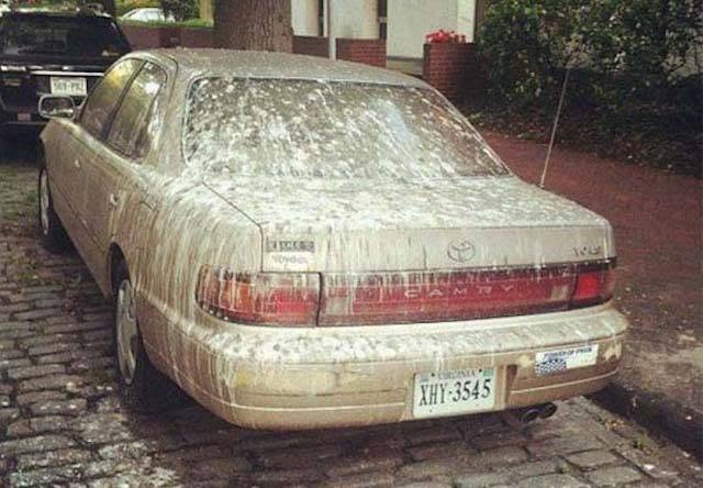 Auto pokryté vtáčím trusom zaparkované na ulici pod stromom.