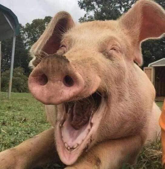 Usmievajúce sa prasa leží na tráve, otvorená tlama, pozadie so stromami a stavbami.