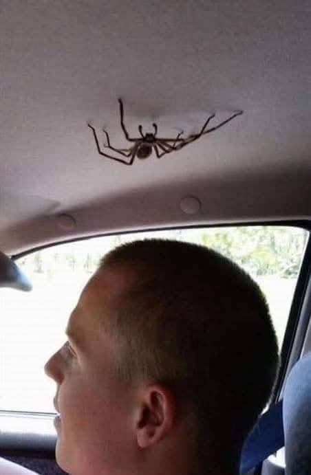 Muž sedí v aute, nad jeho hlavou na strope sa nachádza veľký pavúk.