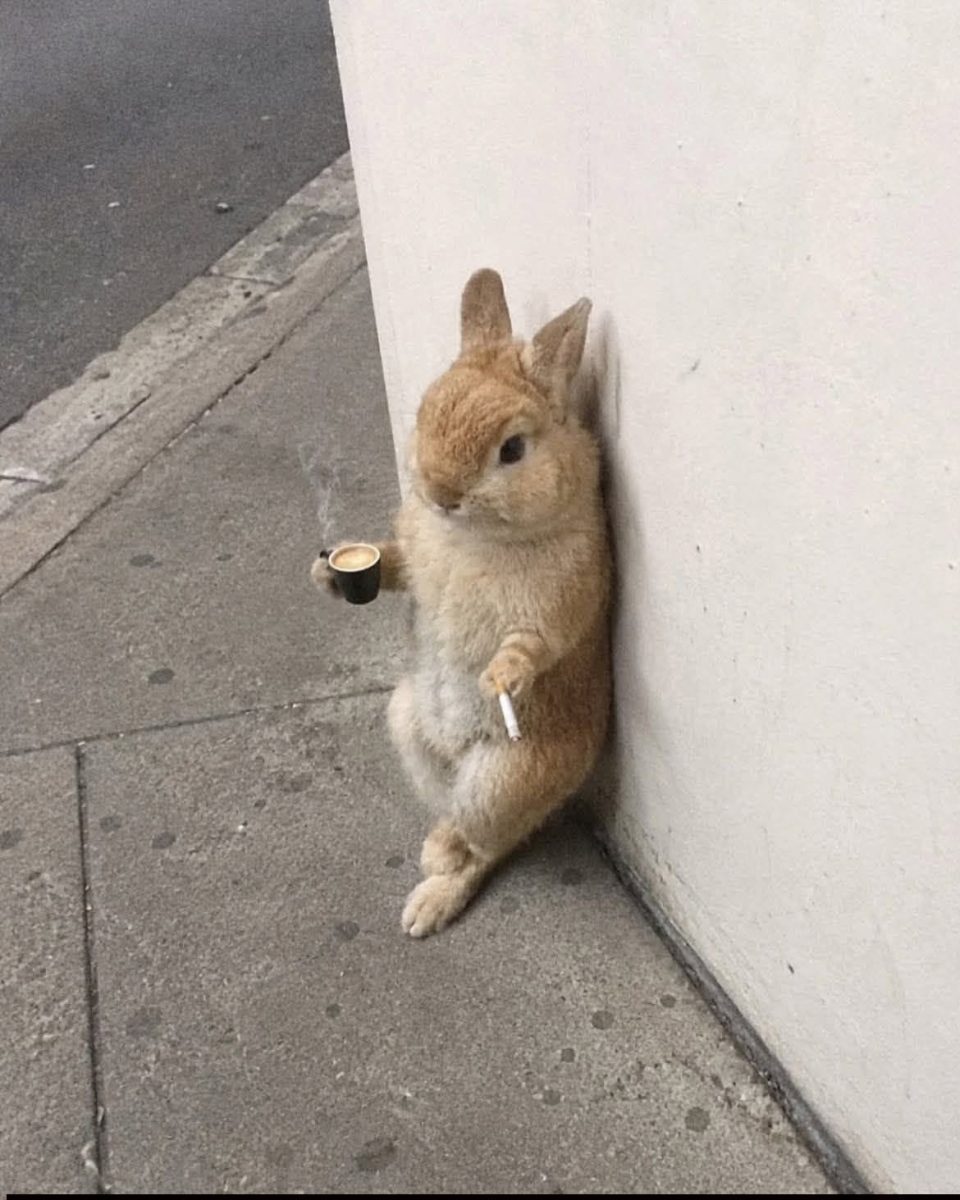 Zajac so šálkou kávy a cigaretou stojí opretý o stenu na ulici, vytvára vtipnú scénu.