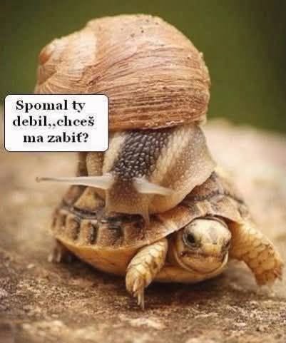 Slimák jazdí na korytnačke, komická situácia s humornou bublinou: Spomal ty debil, chceš ma zabiť?